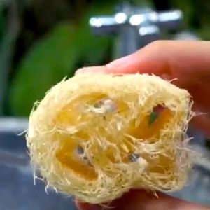 One Organic Homegrown Loofah